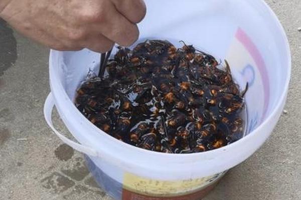 夺命毒蜂