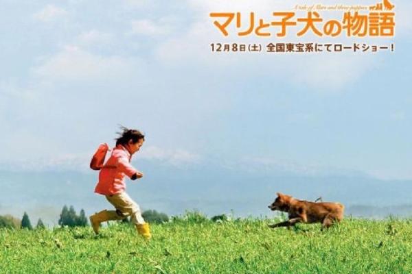 爱犬的奇迹