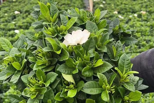 栀子花开在线观看