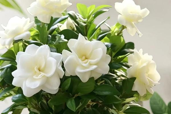 栀子花开在线观看