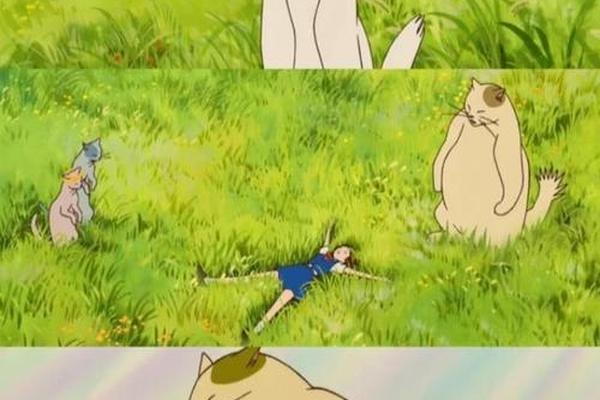 猫的报恩百度影音