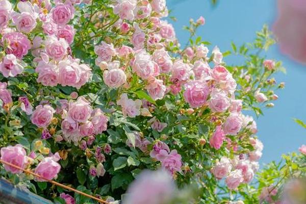 春暖花开在线观看