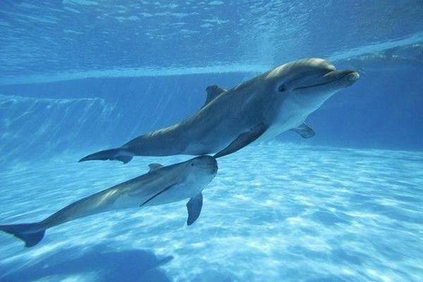 海猿