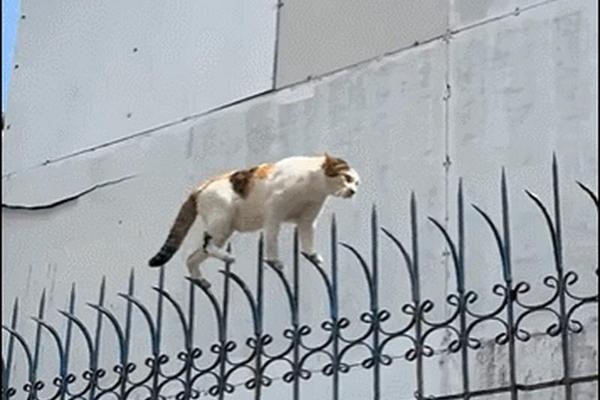 刀尖上行走