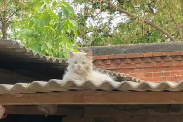 屋顶上的猫