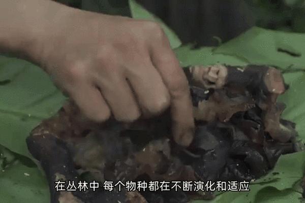 丛林骑兵