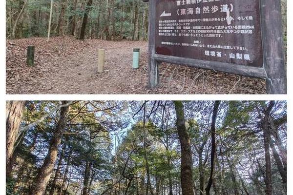 自杀森林