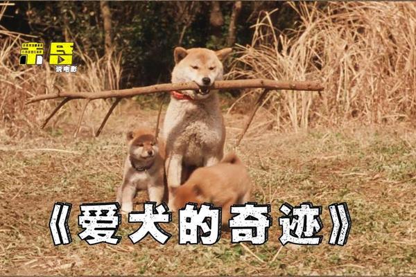 爱犬的奇迹下载