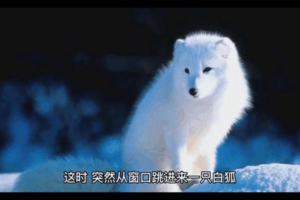 白狐mp4