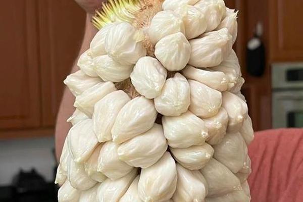 摇滚水果