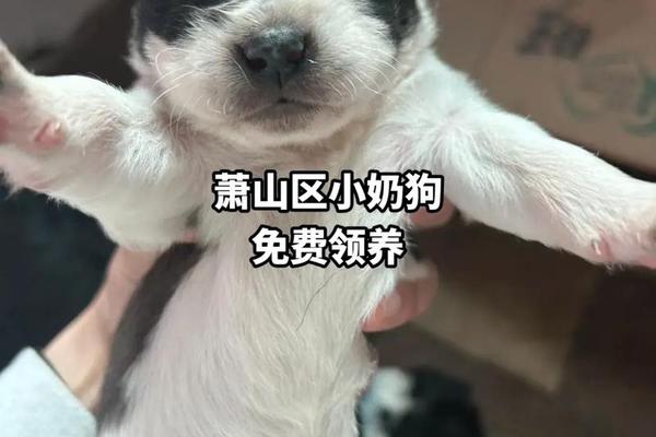 小犬当家在线观看