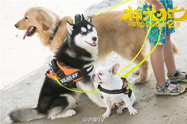 神犬小七2