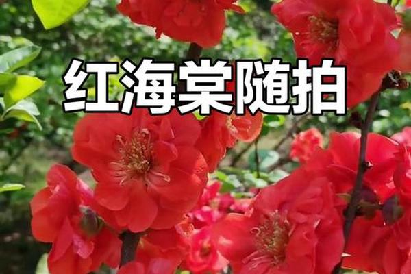 红海棠