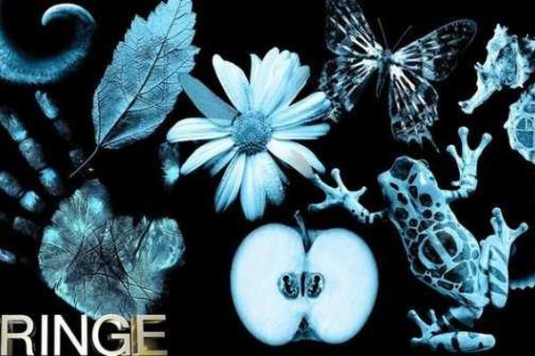 fringe第三季