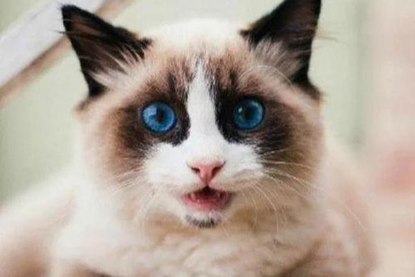 穿鞋子的猫