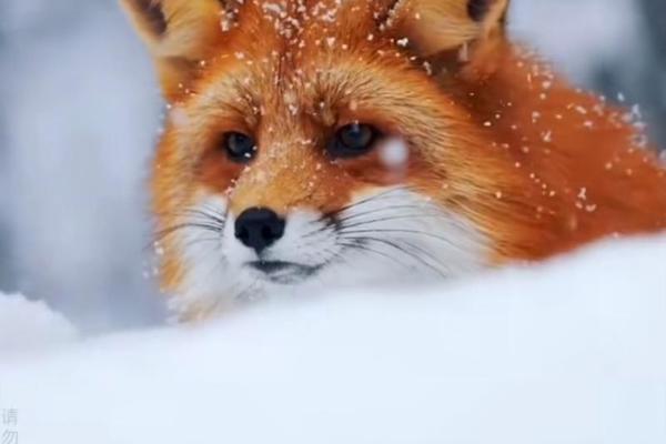 雪山飞孤